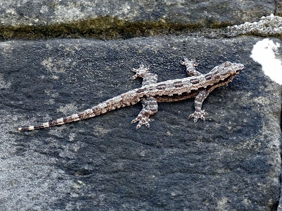 lizard, wall, pierre, reptile, animal, nature, wildlife, animal themes HD wallpaper