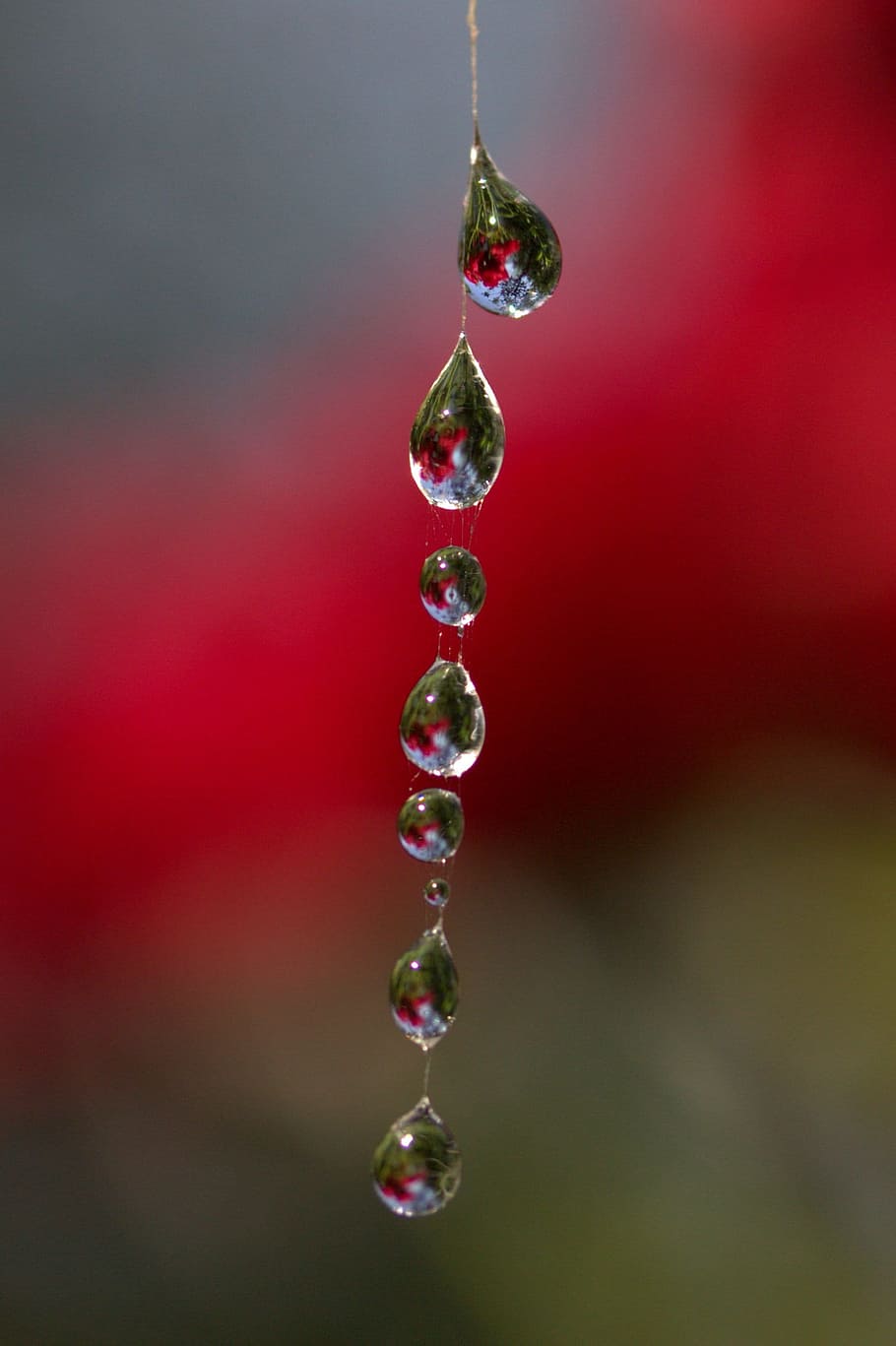 tilt-shift lens photo of water droplets, Spider Web, Drops HD wallpaper