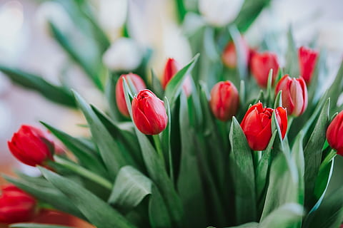 Close-ups of miscellaneous items, closeup, beautiful, nature HD wallpaper