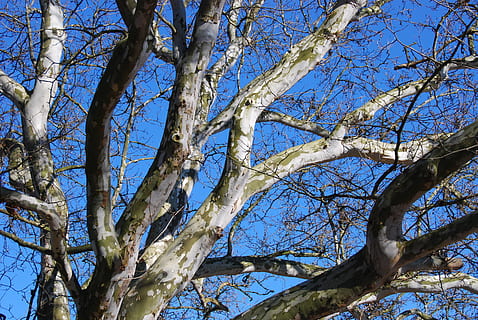 plane, tree, landscape, winter sycamore, crown, forest, frost HD wallpaper