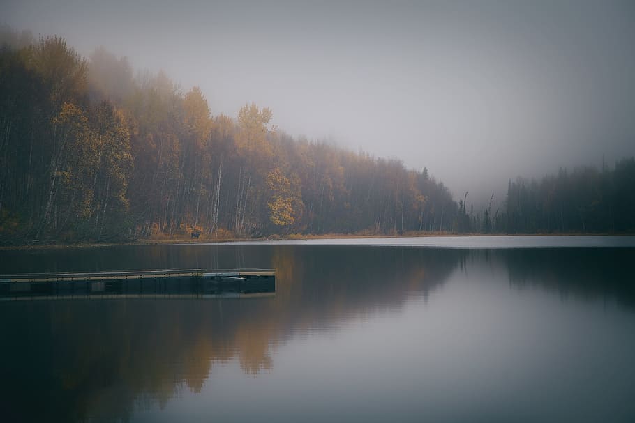 green leafed forest near body of water, lake, dock, trees, reflection HD wallpaper