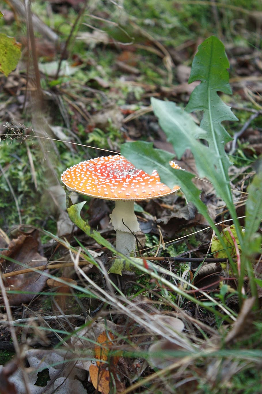 red, mushroom, toxic, forest, fly agaric red, poisonous, danger HD wallpaper