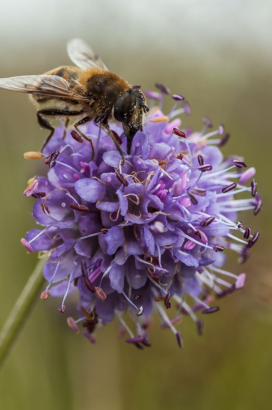 pollination, purple, insect, macro, colorful, pollinating, nature HD wallpaper