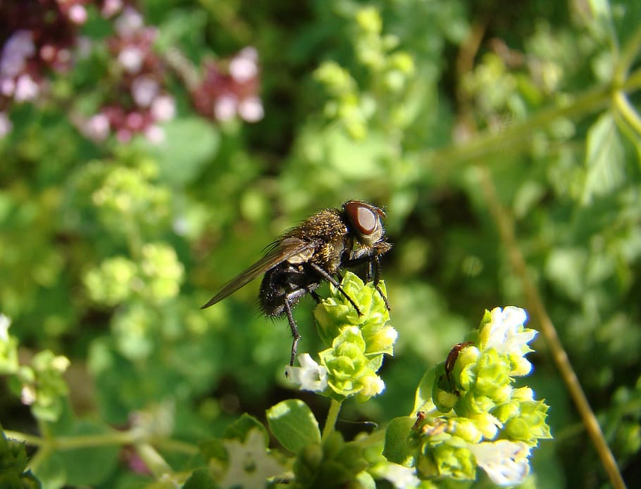Fly, Insect, Nature, Flower, animal world, insects, macro, close-up HD wallpaper