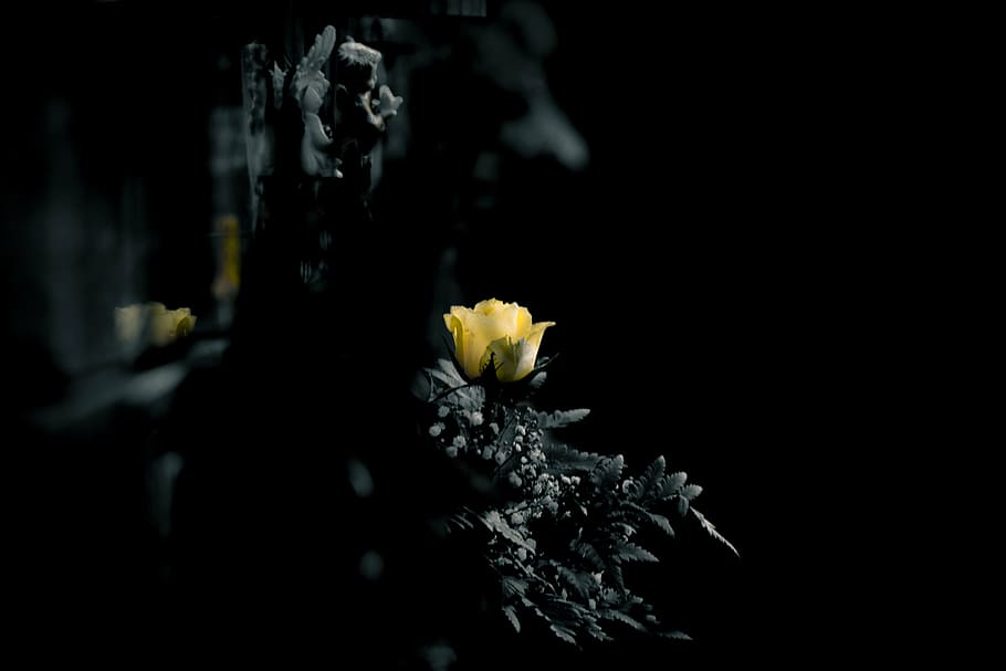 shallow focus photography of yellow flower, cemetery, grave, burial ground