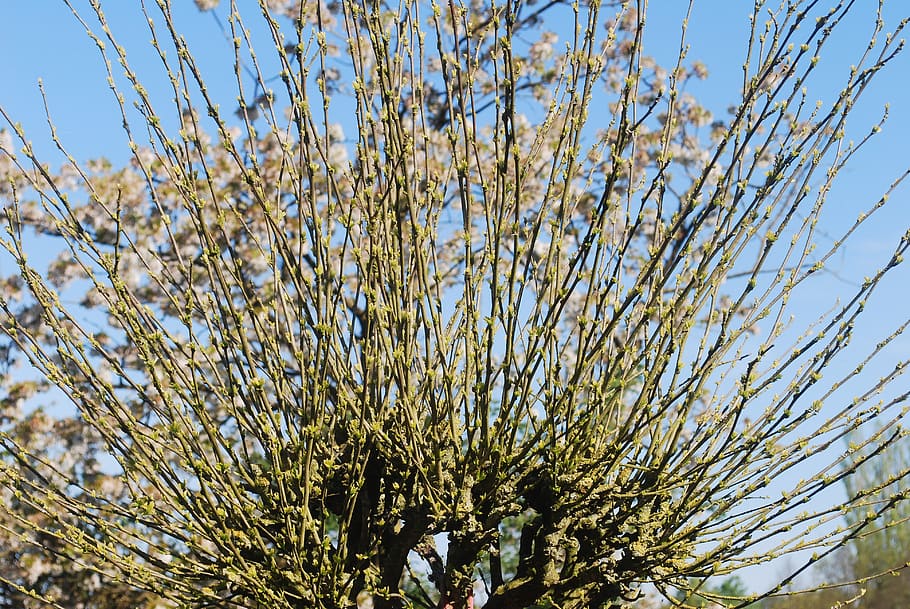 tree, winter, spring, plants, nature, sky, growth, day, low angle view HD wallpaper
