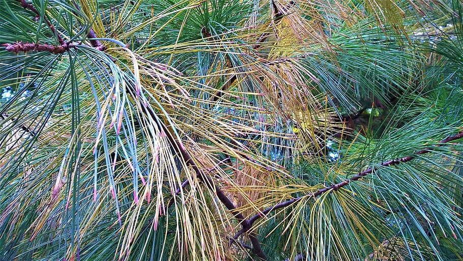Fir, Pine, Tree, nature, growth, plant, outdoors, no people HD wallpaper