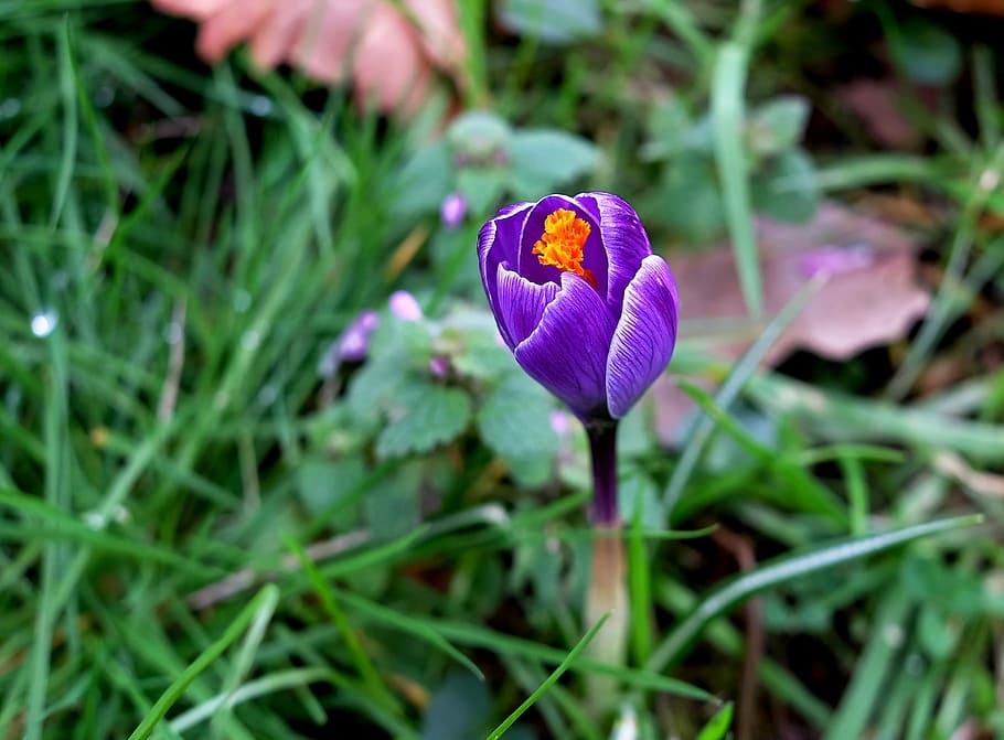selective focus photography of Crocus flower, Blossom, Bloom HD wallpaper