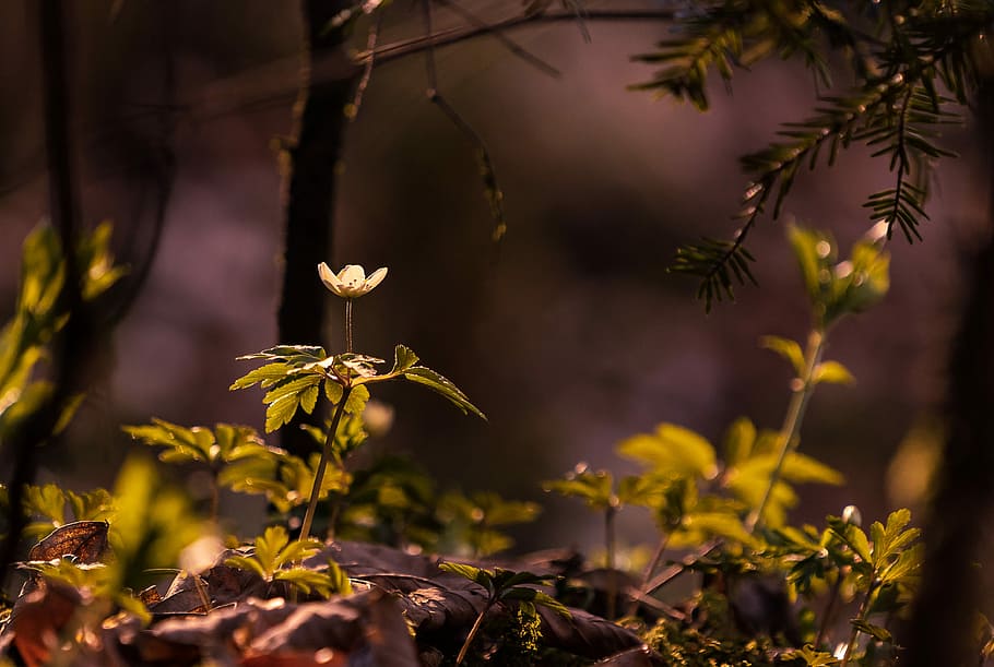 leaf, nature, tree, plant, wood, environment, season, flower HD wallpaper