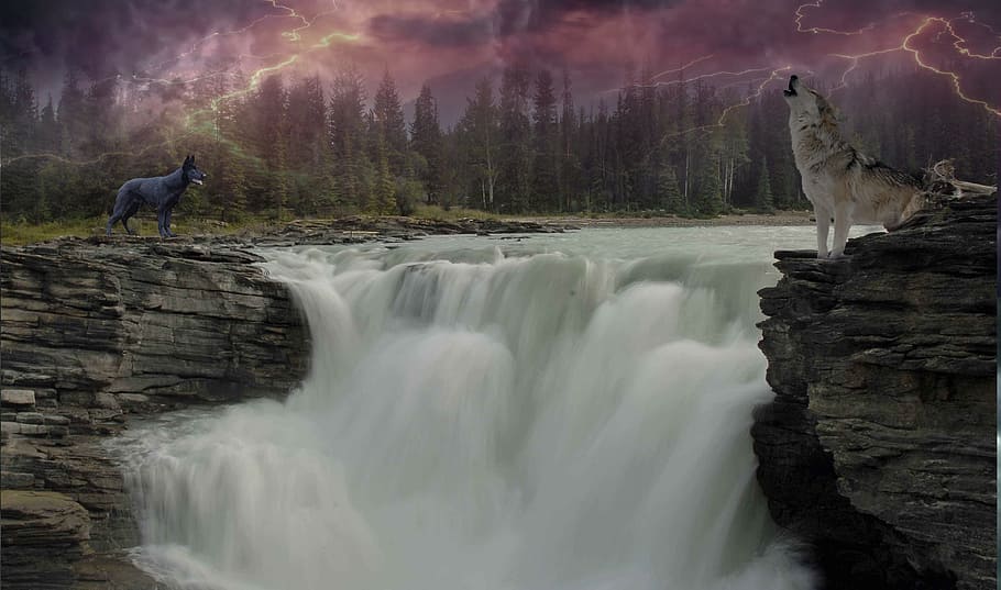 photo of two black and white wolves near falls, wolf, waters HD wallpaper