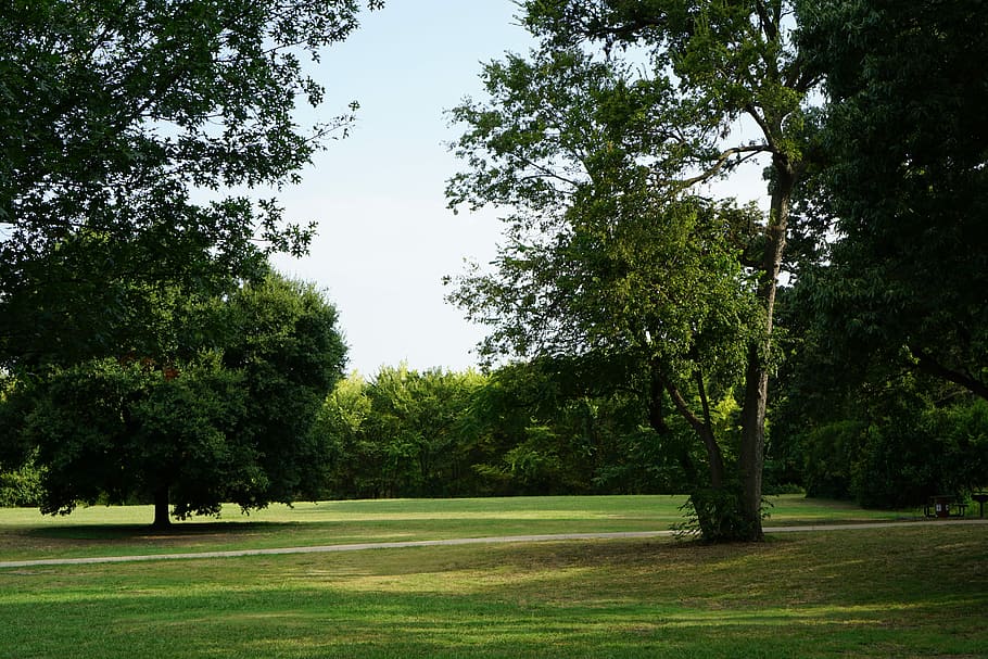 Trees, Grass, Nature, Outdoor, park, golf course, green - golf course HD wallpaper
