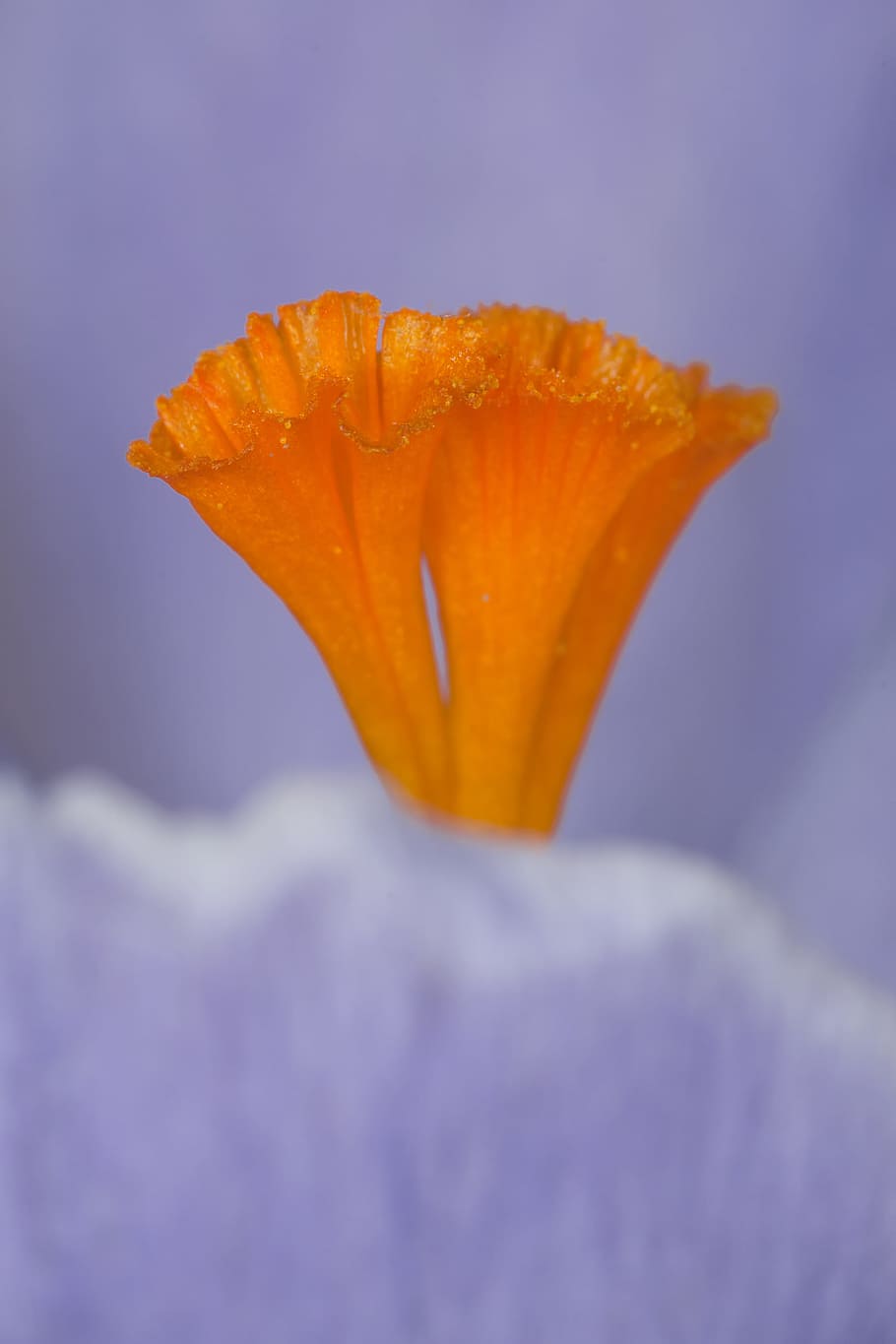 closeup photo of yellow petaled flower, stamen, saffron, orange, HD wallpaper