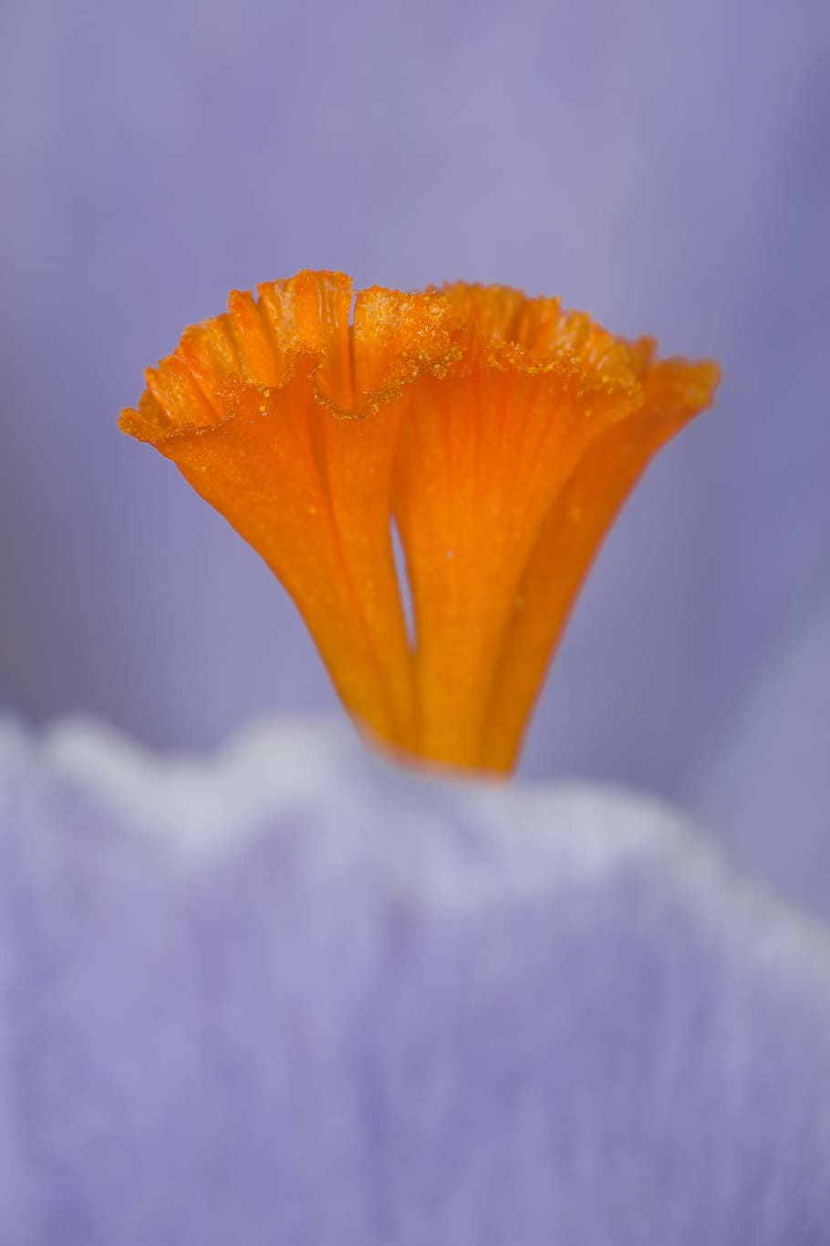 closeup photo of yellow petaled flower, stamen, saffron, orange HD wallpaper