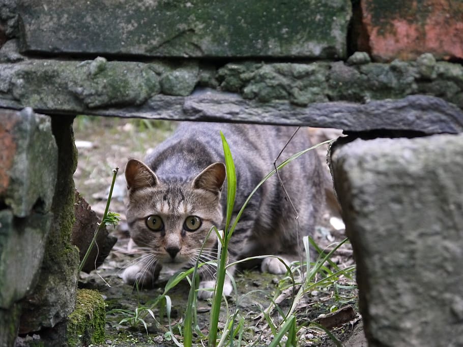 cat, wall, home, one animal, mammal, domestic animals, feline HD wallpaper