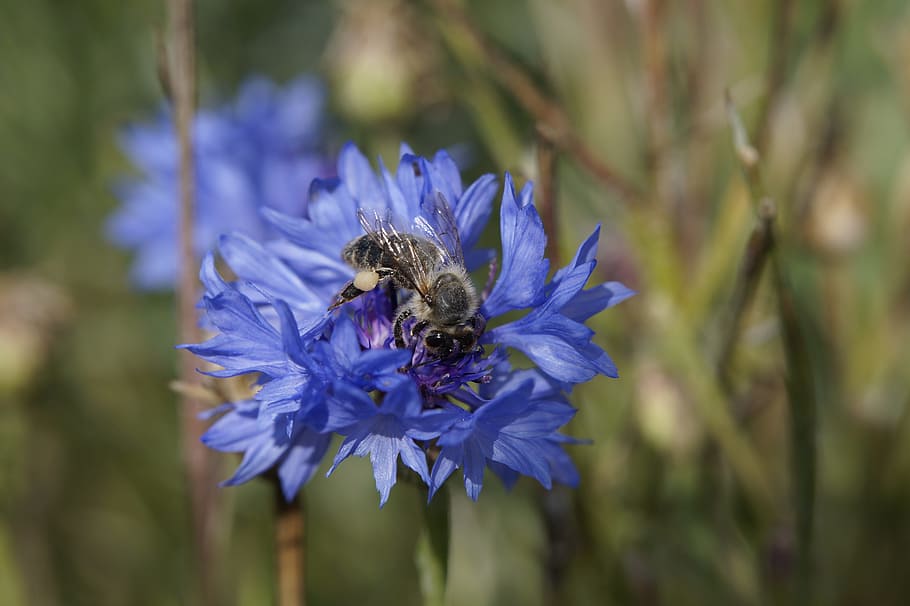 Cornflower, Bee, Blue, Blossom, Bloom, nature, summer, macro HD wallpaper