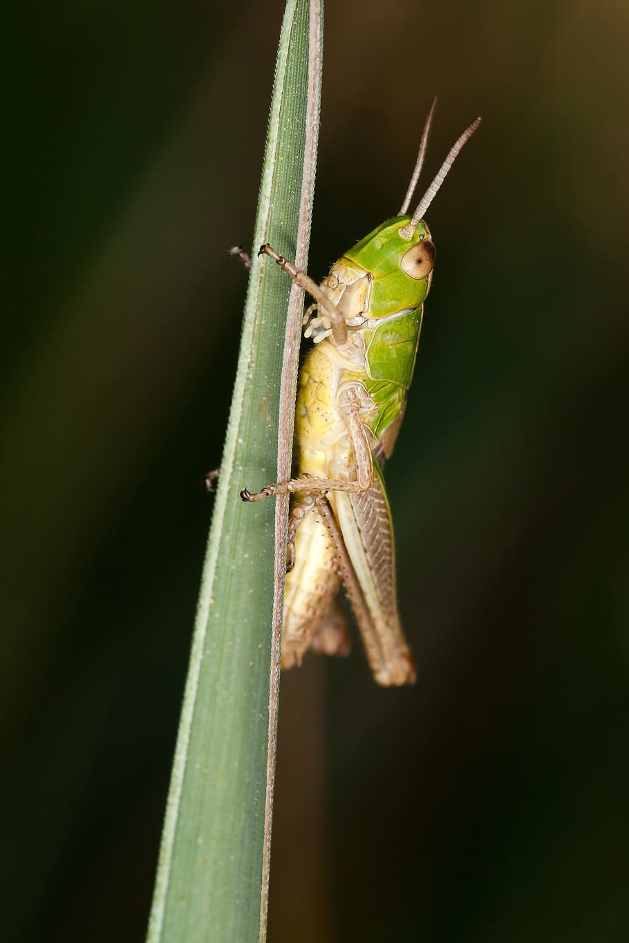 insect, grasshopper, macro, close, animal, animal themes, animals in the wild HD wallpaper