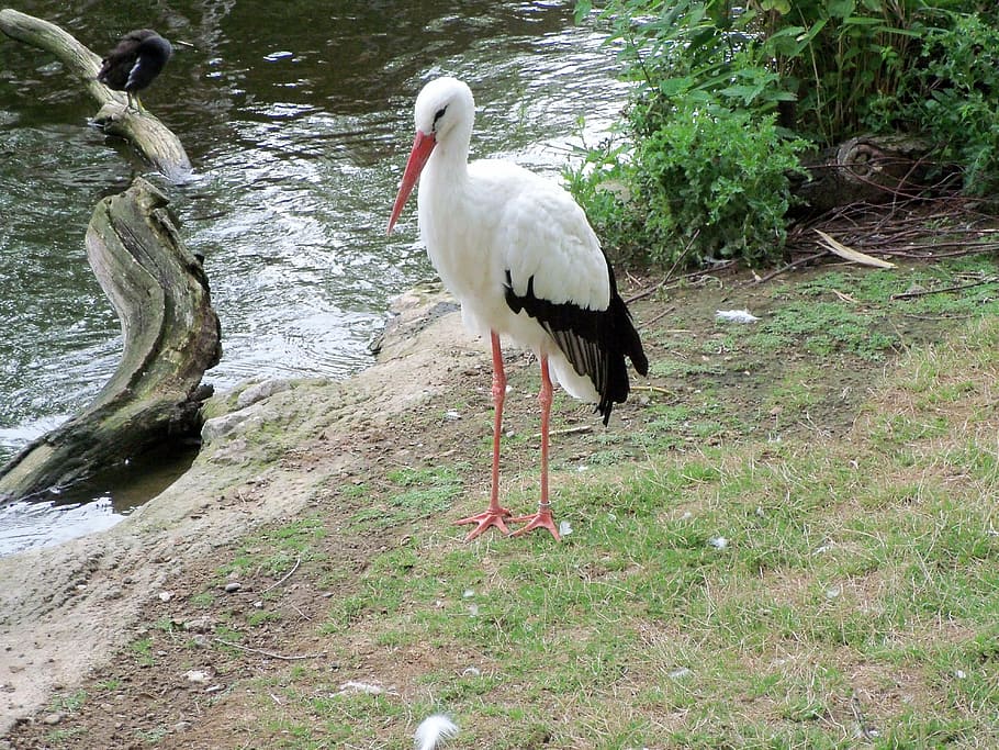 stork, animals, nature, bird, animal wildlife, vertebrate, animal themes HD wallpaper