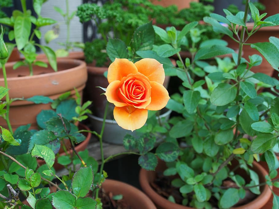 rose, huang, plant, growth, leaf, freshness, plant part, flower HD wallpaper