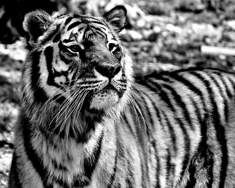 grayscale photo of tiger, predator, dangerous, tierpark hellabrunn HD wallpaper