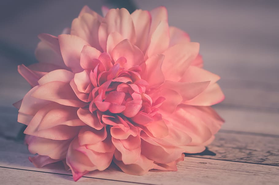 shallow focus photography pink dahlia flower, rose, nature HD wallpaper
