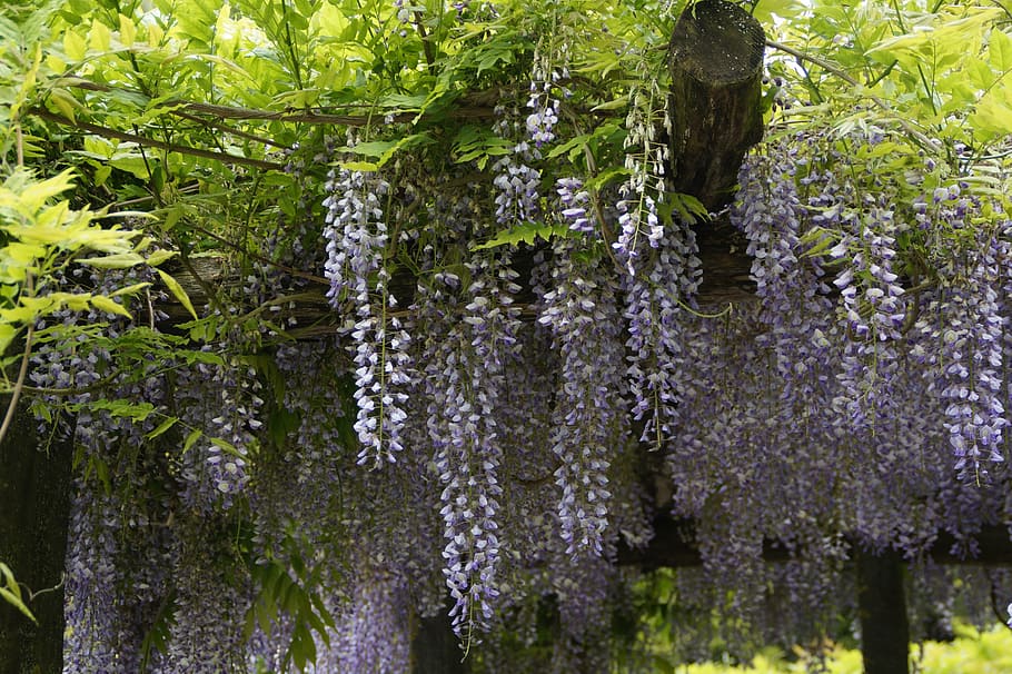 wisteria, blue rain, close, flowers, bloom, early summer, may, HD wallpaper