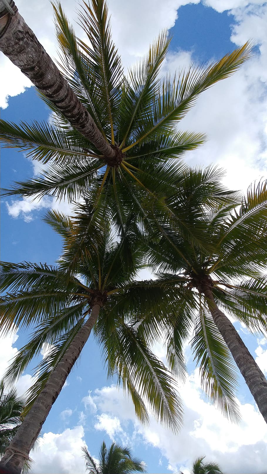 palm, coconut, tree, tropical, beach, exotic, paradise, summer HD wallpaper
