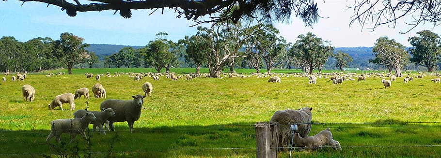 sheep, flock, animals, field, animal themes, mammal, plant HD wallpaper