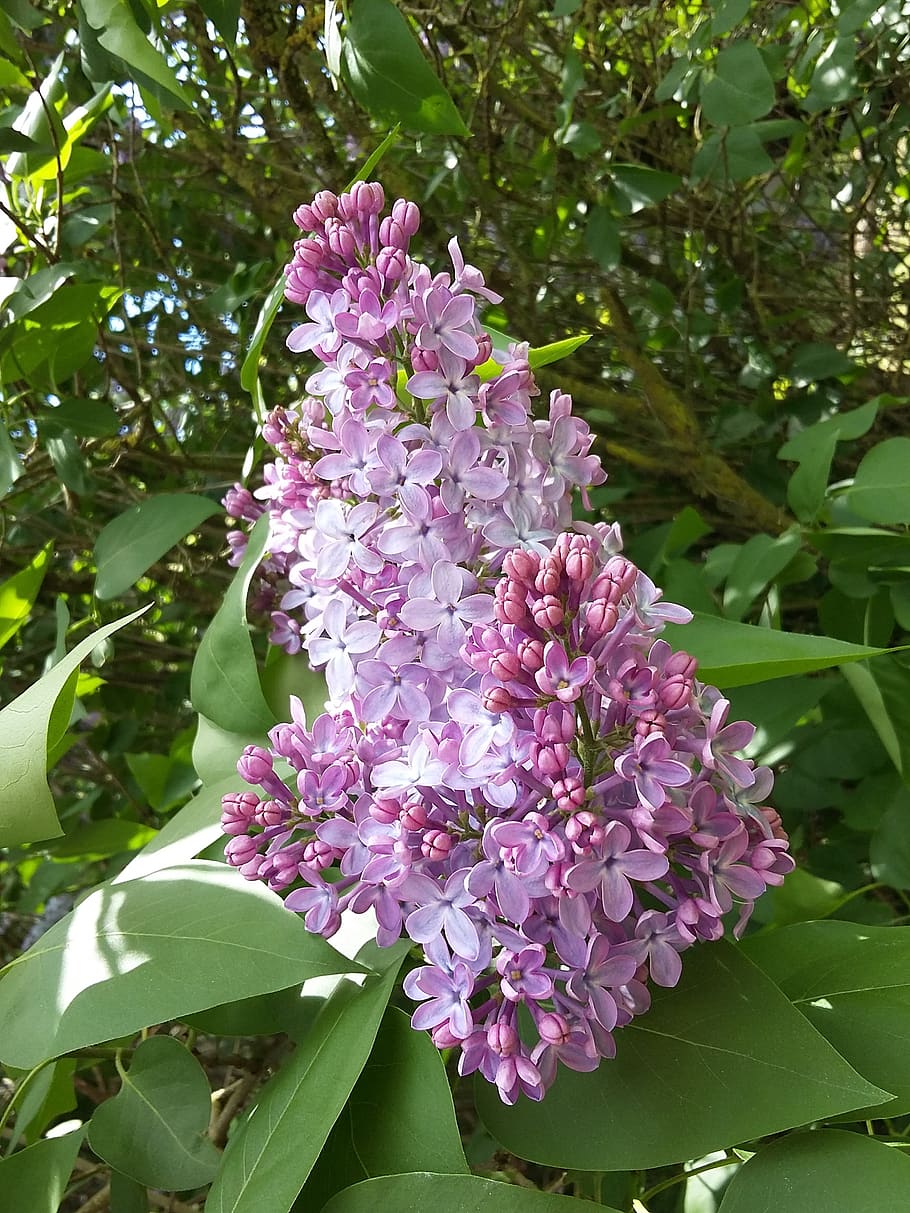 lilac, nature, flower, plant, flowering plant, plant part, leaf HD wallpaper
