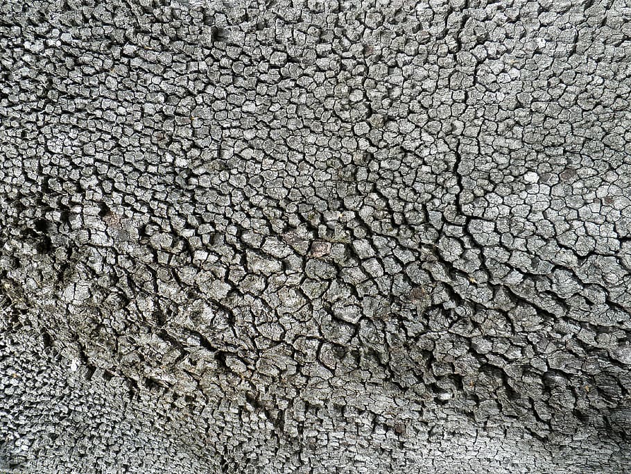 texture, trunk, pine, tree, full frame, backgrounds, textured HD wallpaper