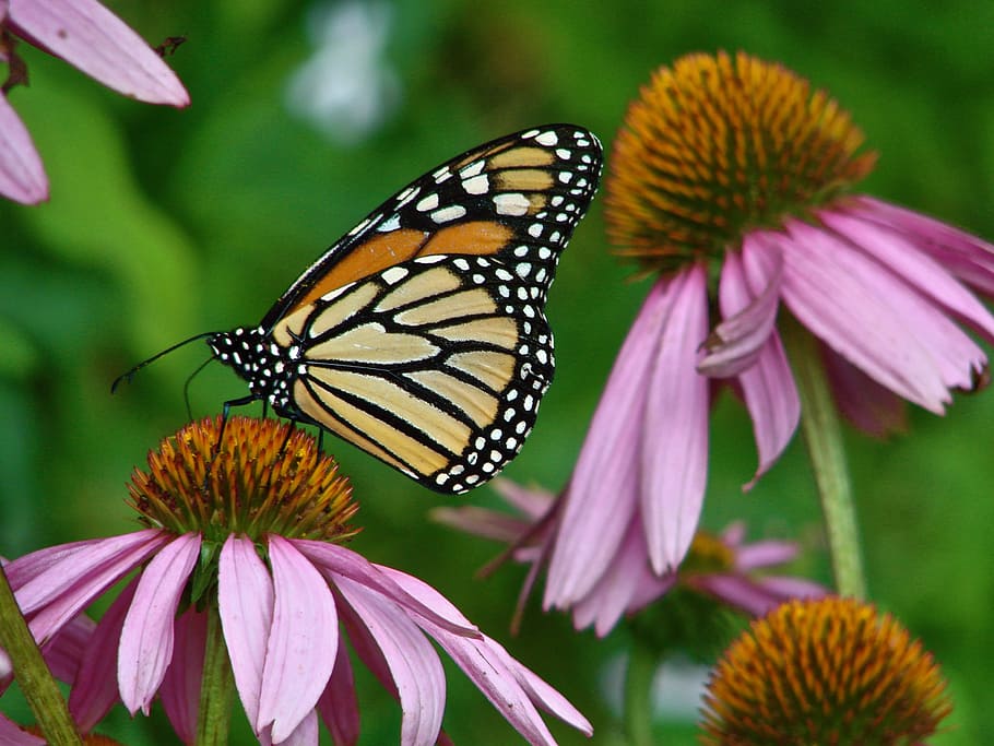 photo of butterfly on flower during daytime, monarch, echinacea HD wallpaper