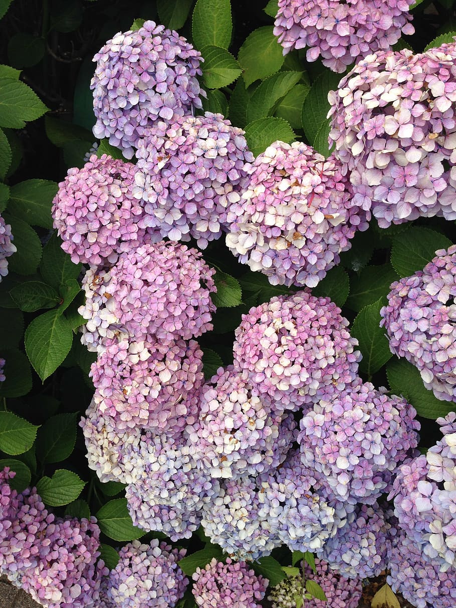 hydrangea, flowers, purple, flora, bush, freshness, flowering plant HD wallpaper