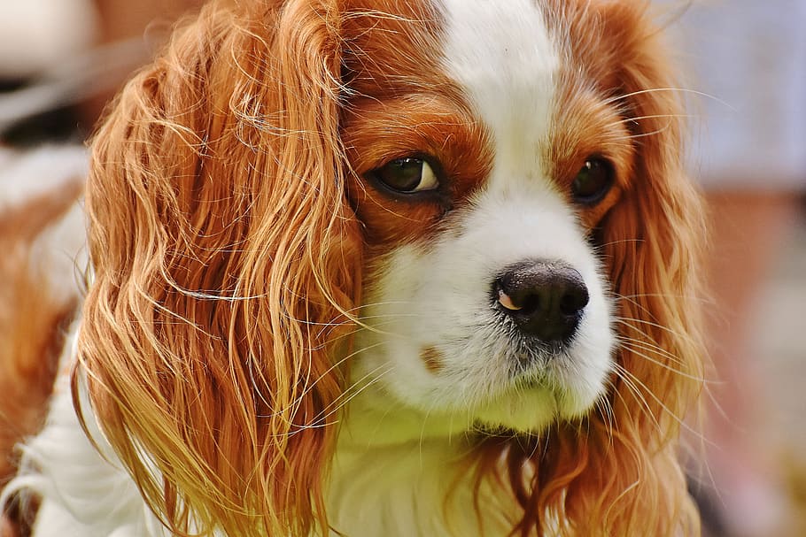 closeup photo of blenheim Cavalier King Charles puppy, dog, cavalier king charles spaniel, HD wallpaper