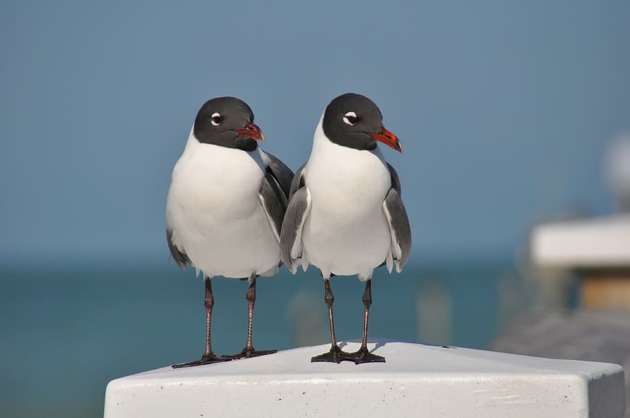 birds, florida, ocean, beach, dock, boardwalk, animal themes HD wallpaper