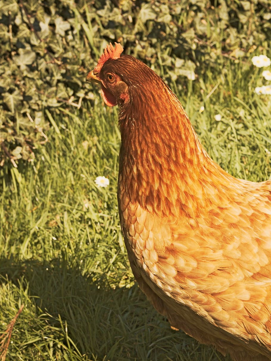 Hen, Animals, Farm, Poultry, chicken - bird, one animal, livestock HD wallpaper