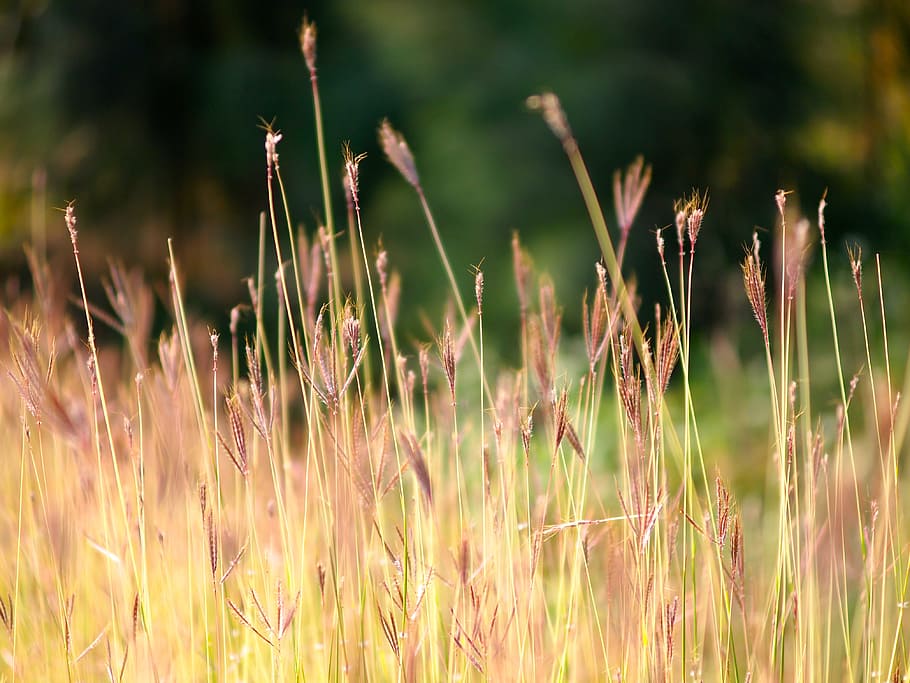 brown grass in closeup photography, selective focus photo of grass field HD wallpaper