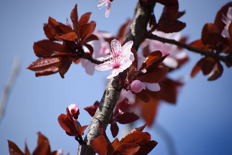 Spring, Nature, Flower, Flora, flowers, tree, branch, springtime HD wallpaper