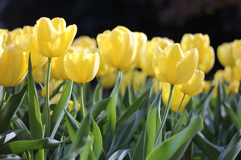 yellow petaled flowers, tulips, spring, green, floral, nature HD wallpaper