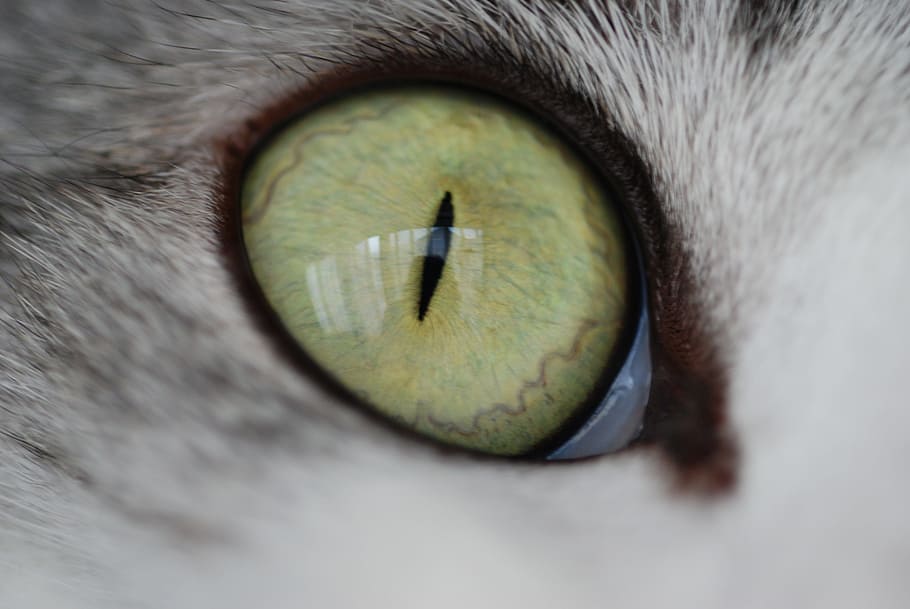 animal's eye, cat, cat eyes, cute, iris, up, mackerel cat, mackerel pattern HD wallpaper