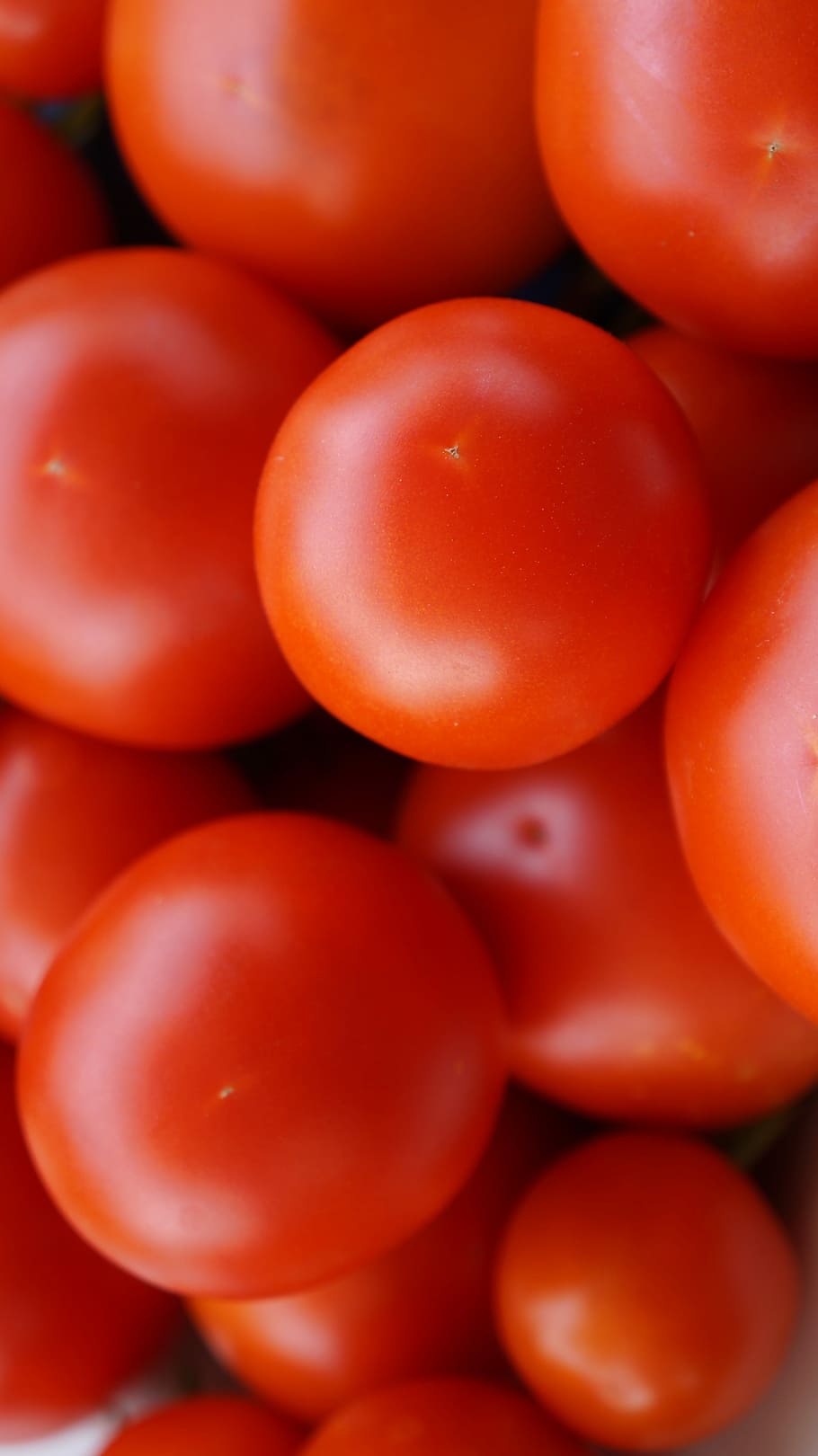 Tomatoes, Ripe, Vegetables, Healthy, red, harvest, food, summer HD wallpaper