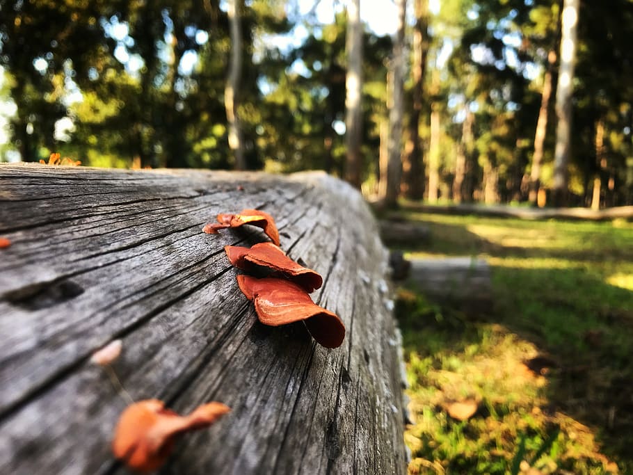 mushroom, tree, pine, pine tree, forest, nature, pa, bark, plant HD wallpaper