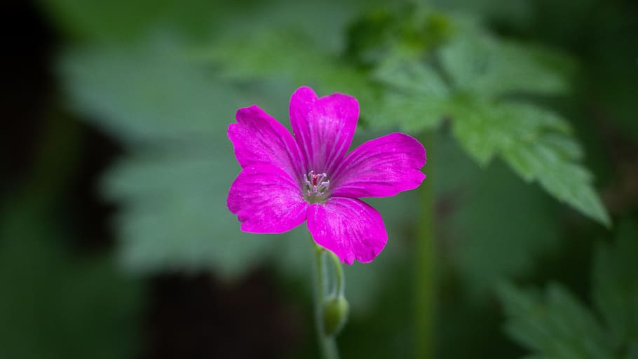 geranium, pink, flower, flowering plant, freshness, vulnerability HD wallpaper