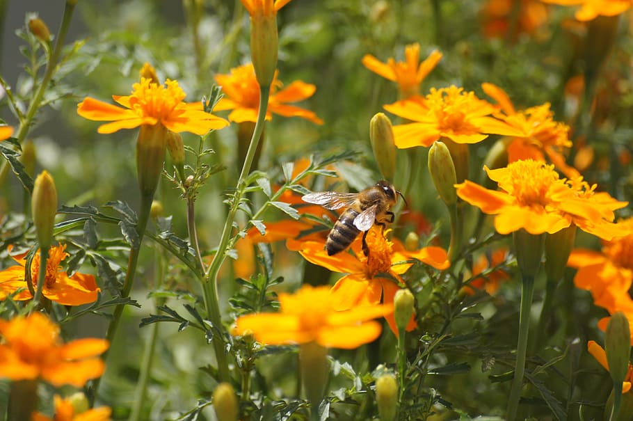 bee, animals, nature, flowering plant, animal themes, animals in the wild HD wallpaper
