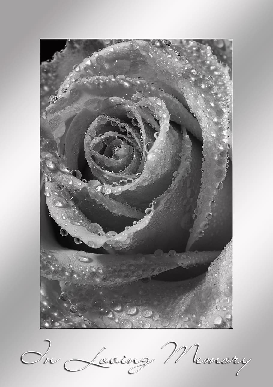 grey rose painting with text overlay, mourning, death, die, trauerkarte