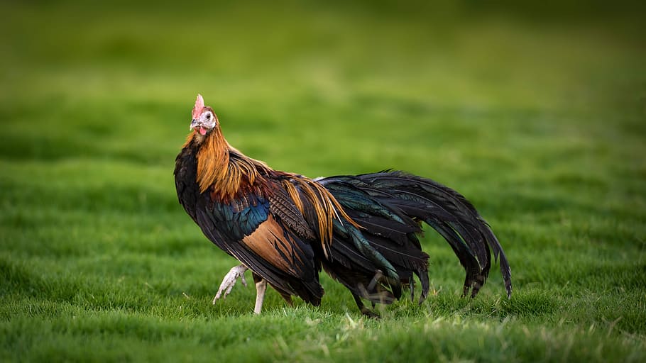 rooster, phoenix rooster, chicken, hen, natural, poultry, bird, HD wallpaper