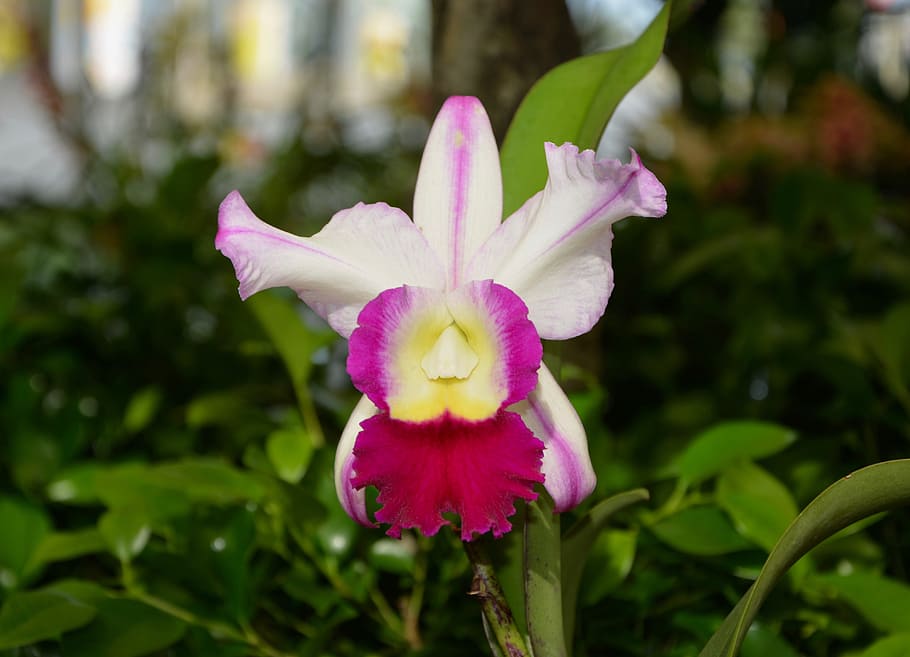 flower, original, offer, gift, decoration, exotic, nature, flowering plant HD wallpaper