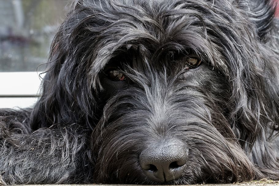 adult Russian black terrier, labradoodle, schnauzer, labrador, HD wallpaper