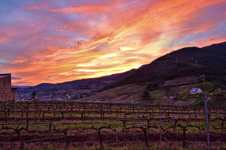 Vineyard, Strain, Winery, Grape, agriculture, rural scene, sunset HD wallpaper