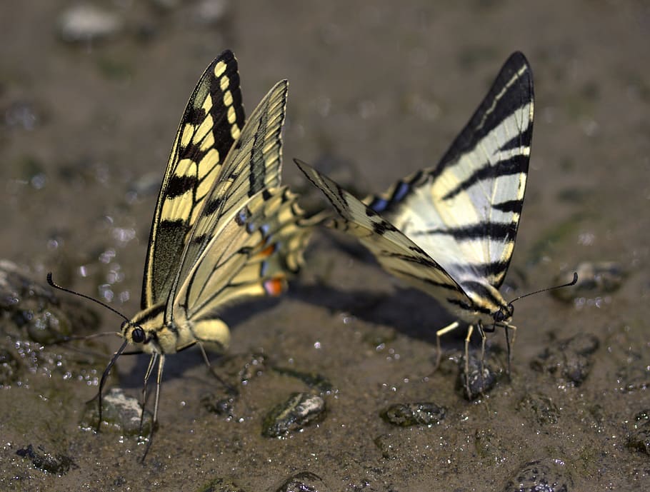 Butterfly, Dovetail, Drink, Insecta, nature, butterfly - Insect HD wallpaper