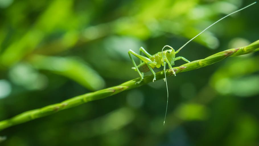 animal, macro, close, nature, grasshopper, animal themes, invertebrate HD wallpaper