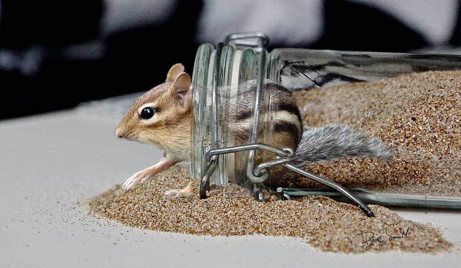 chipmunk, cute, funny, one animal, animal themes, animal wildlife HD wallpaper